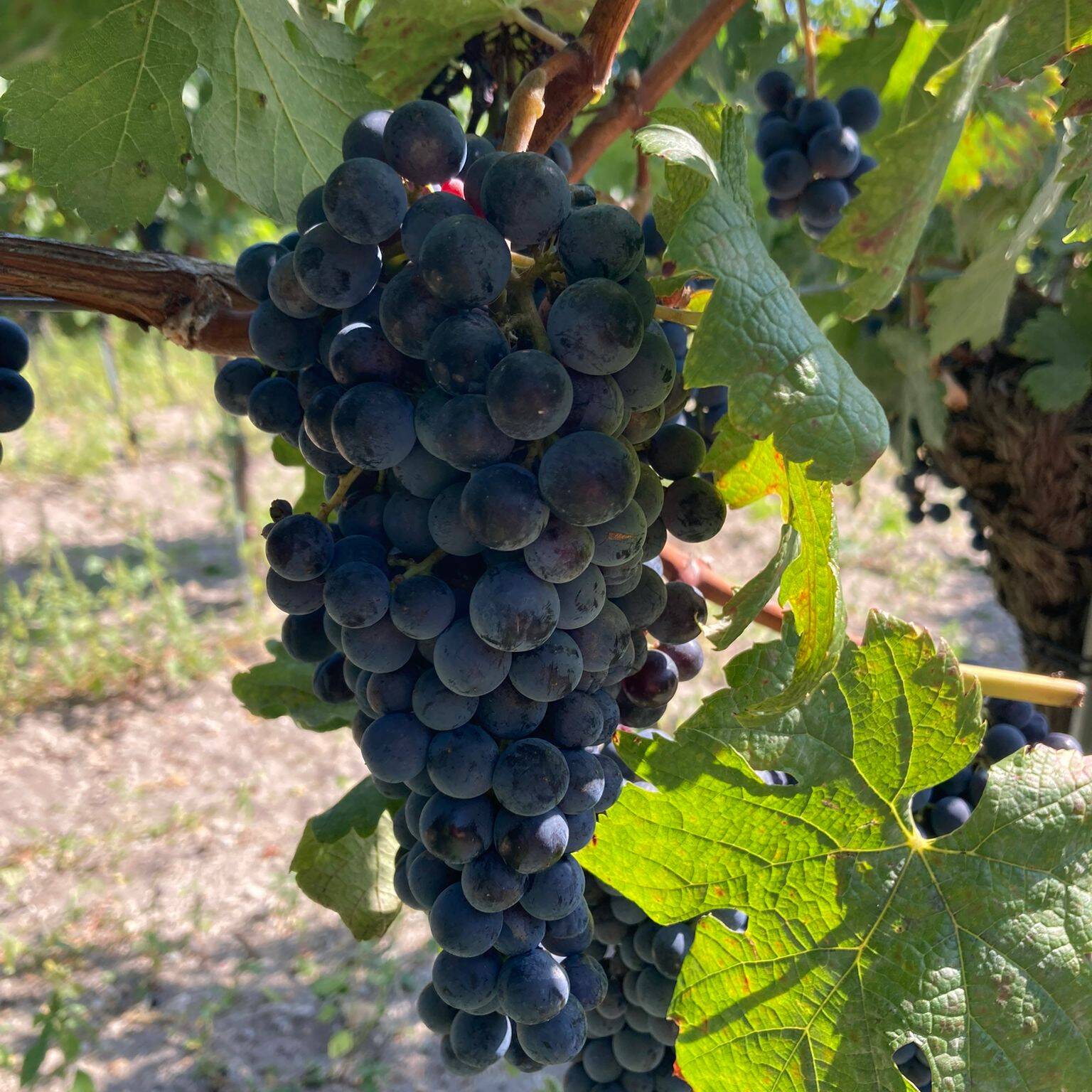 Rote Weintraube