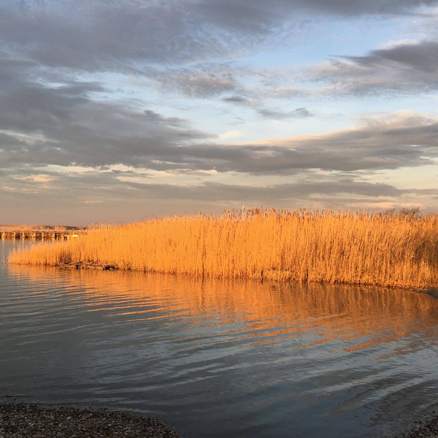 Schilf am Neusiedler See